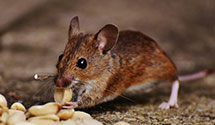 24 Hour & Emergency Exterminators in Hensel, ND